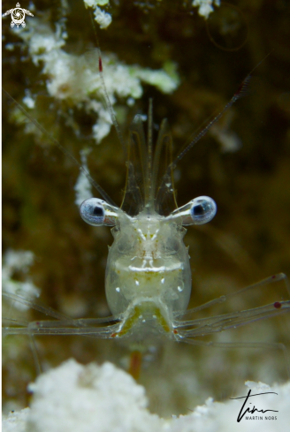 A Cuapetes sp. | Cuapetes Shrimp