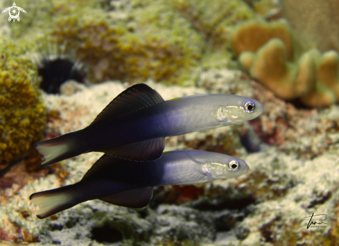 A Ptereleotris evides | Arrow Dartgoby