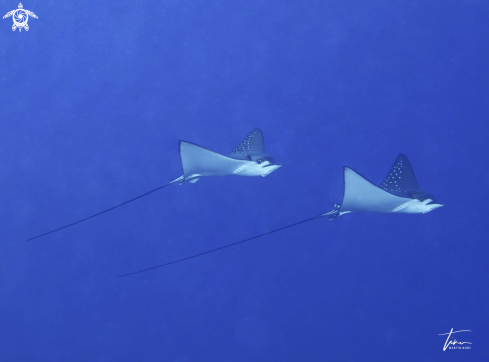 A Aetobatus ocellatus | Eagleray