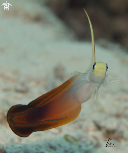 A Red Firegoby