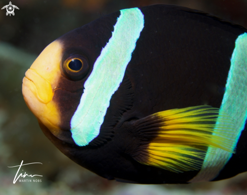 A Clarks Anemonefish