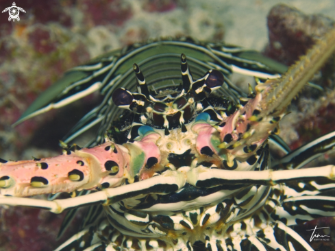 A Panulirus versicolor | Painted Rocklobster