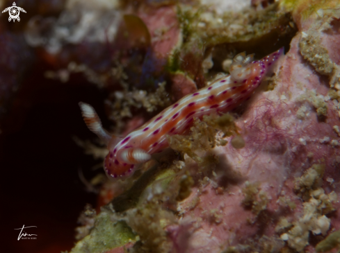 A Hypselodoris decorata | Hypselodoris decorata