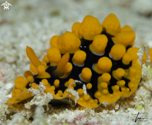 A Phyllidia multituberculata