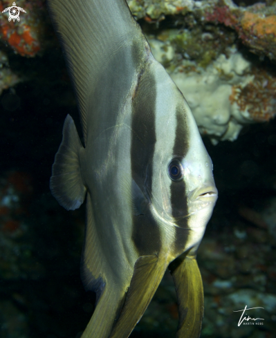 A Platax teira | Batfish