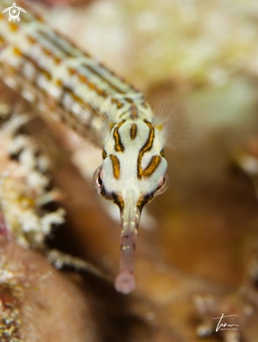 A Corythoichthys schultzi | Schultz's Pipefish