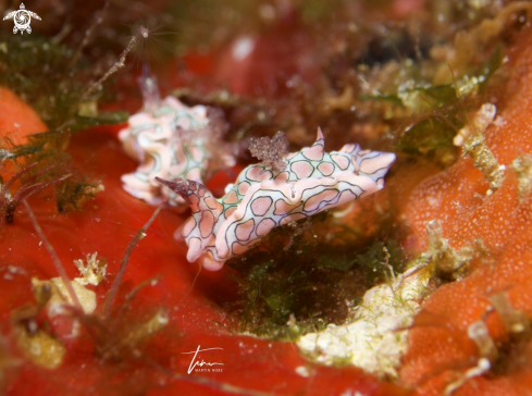 A Psychedelic Batwingslug