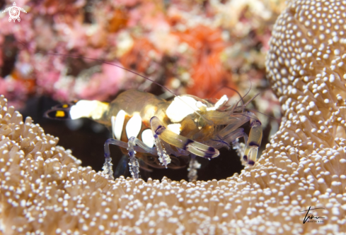 A Periclimenes brevicarpalis (female) | Peacocktail Anemoneshrimp