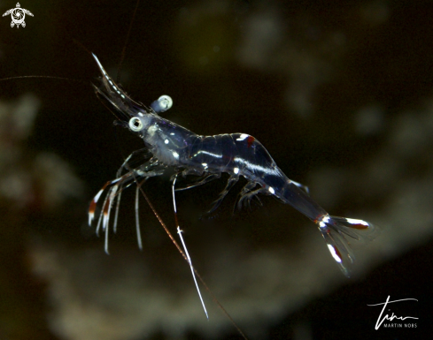 A Cleaner shrimp