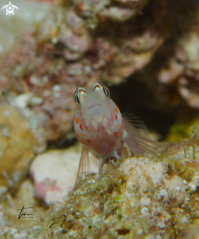 A Amblyeleotris periophthalma | Broadbanded Shrimpgoby