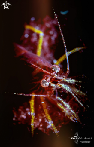 A Lysmatella prima (Borradaile, 1915) | Shrimp