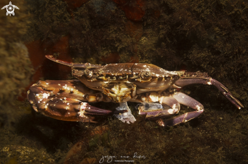 A Swimming Crab