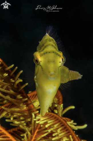 A pseudomonacanthus macrurus | filefish