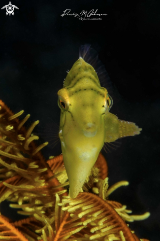 A filefish