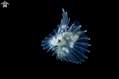 A Lionfish Larva