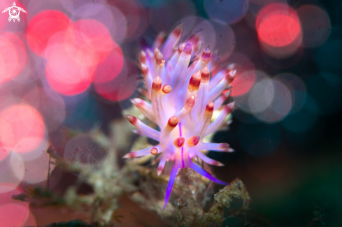 A Flabellina lotos | Flabellina lotos