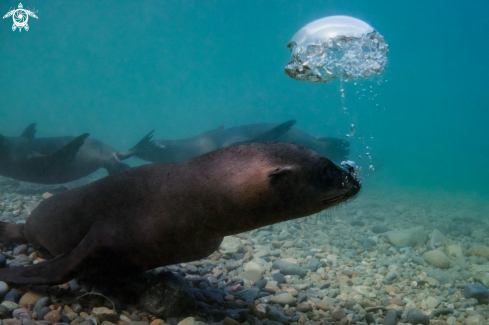 A California Sea Lion