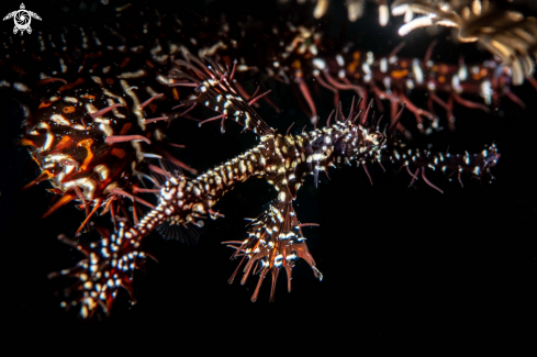 A Ornate ghost pipefish