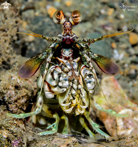 A Odontodactylus latirostris (Borradaile, 1907)  | Pink eared mantis shrimp