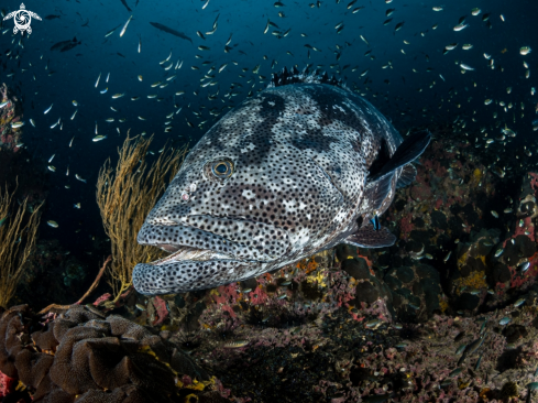 A Epinephelus malabaricus | Malabar Grouper