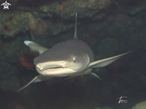 A Triaenodon obesus | Whitetip Reefshark