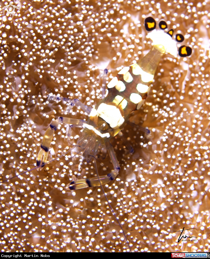 A Peacocktail Anemoneshrimp