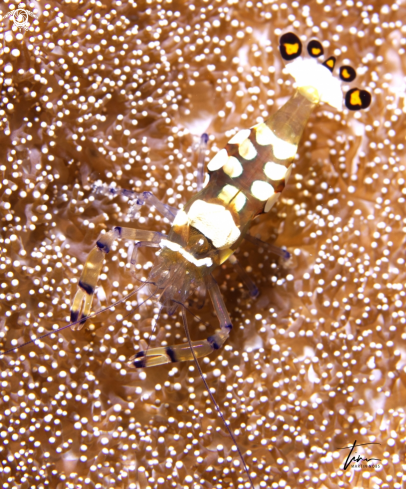 A Peacocktail Anemoneshrimp