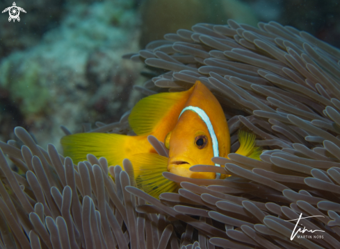 A Blackfoot Anemonefish