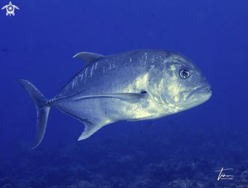 A Caranx ignobilis | Giant Trevally