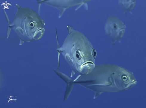 A Caranx sexfasciatus | Bigeye Trevally