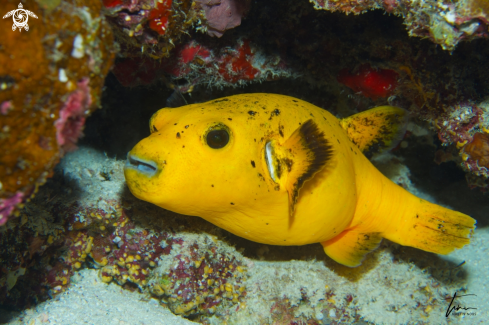 A Guineafowl Pufferfish