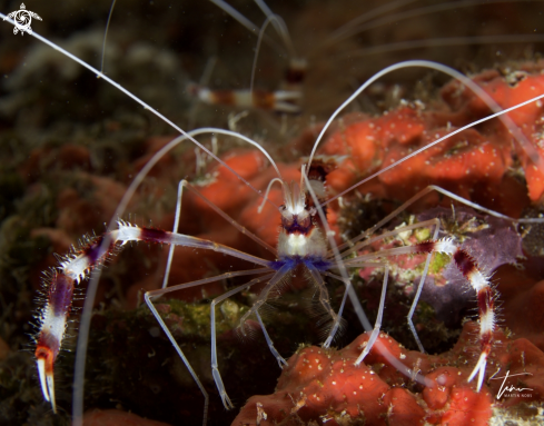 A Stenopus hispidus | Banded Coralshrimp