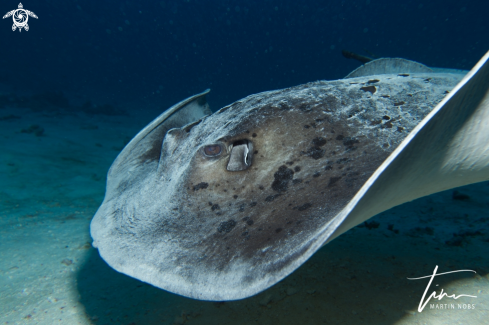 A Marbled Stingray