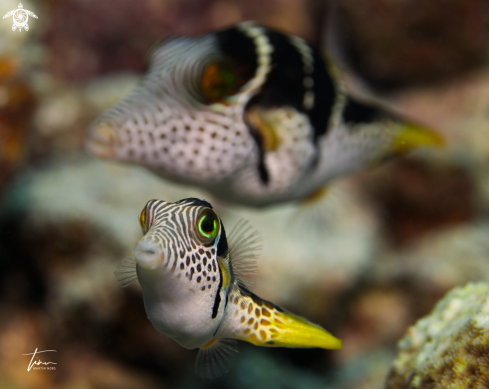 A Canthigaster valentini | Blacksaddled Toby