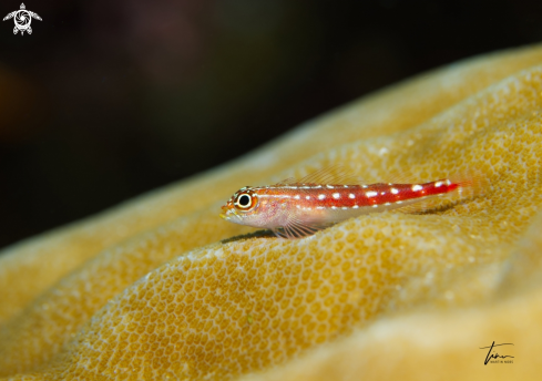 A Helcogramma maldivensis | Maldives Triplefin