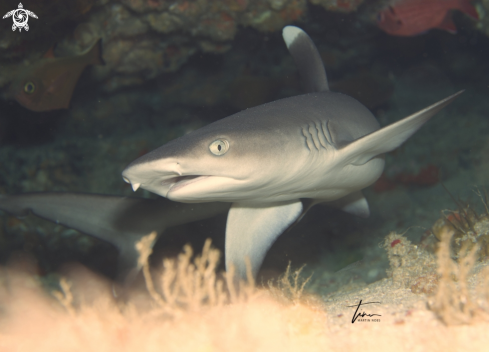 A Whitetip Reefshark