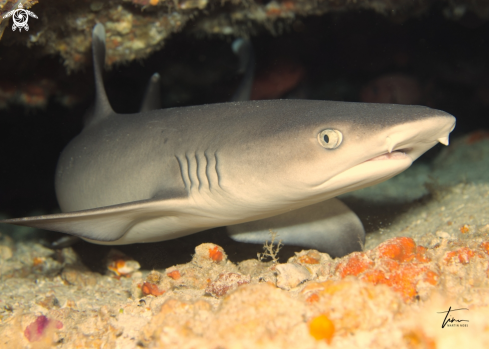 A Triaenodon obesus | Whitetip Reefshark