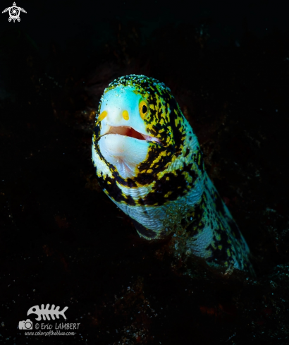 A Moray eel