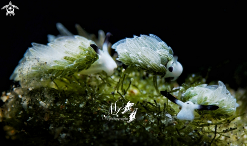 A Costasellia Shaun Sheep 