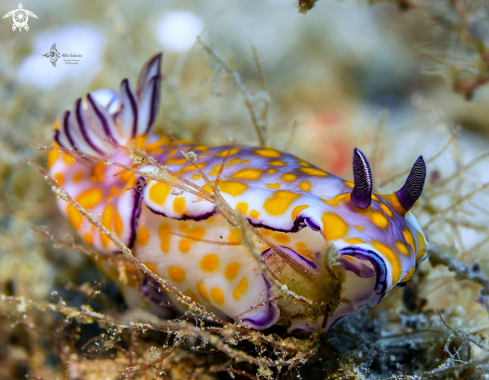 A Hypselodoris sp. 12, NSSI2 | Nudibranch