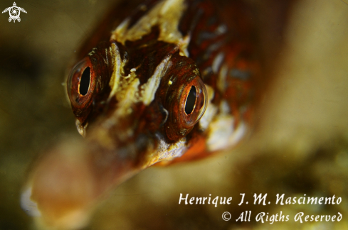 A Syngnathus acus | Marinha