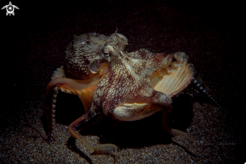 A coconut octopus