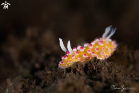 A Nudibranch 