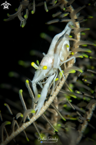 A Hippolyte catagrapha | Shrimp