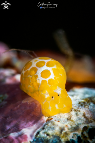 A Nudibranch