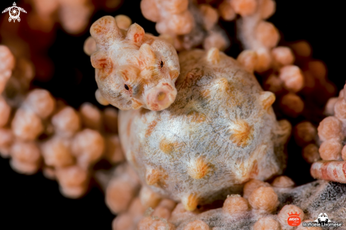 A Pigmy seahorse