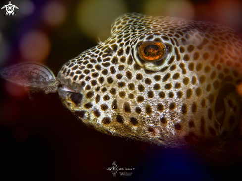 A Arothron  | Pufferfish