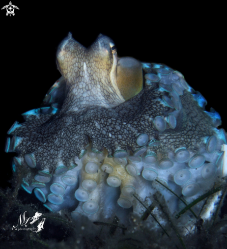 A Coconut octopus 