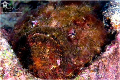 A Stone fish