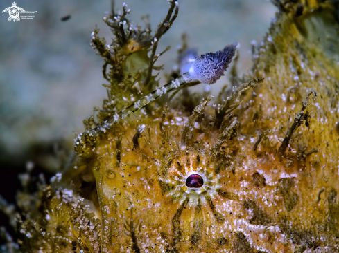 A Antennarius striatus (Shaw, 1794) | Hairy Frogfish